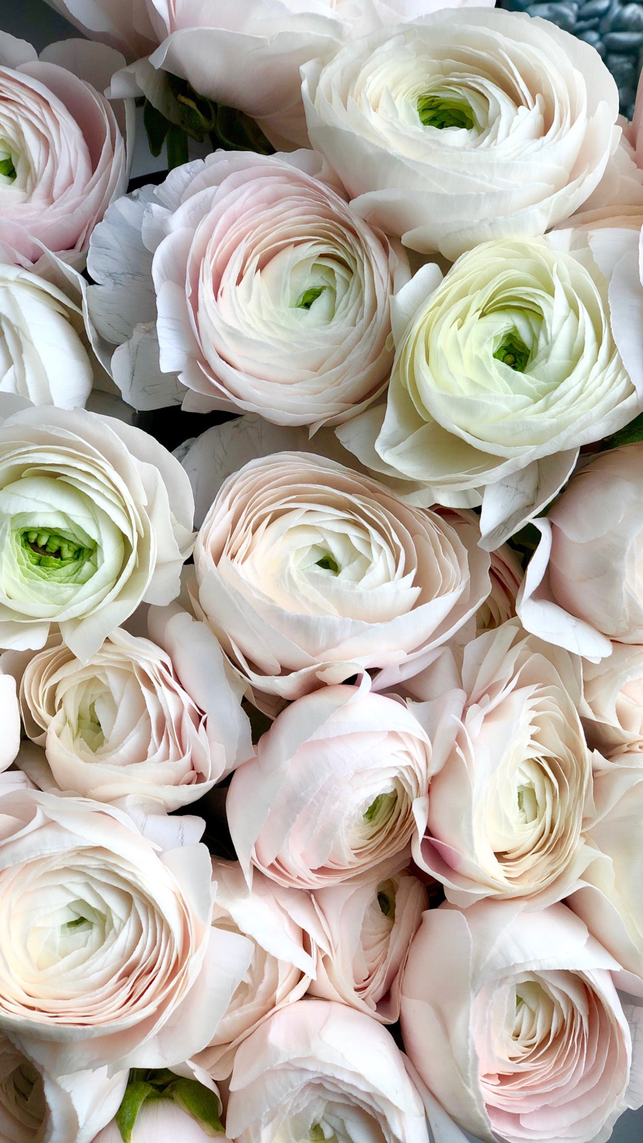Luksuslikud ranunkulused eukalüptiga | Роскошные ранункулюсы с эвкалиптом | Luxury ranunculus bouquet with eucalyptus