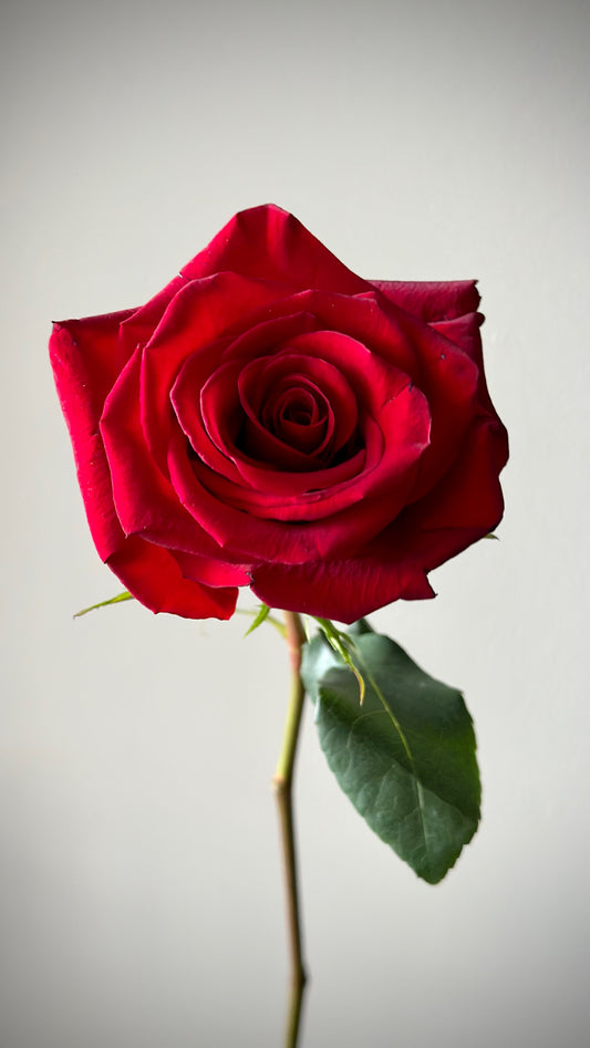 9 “Explorer” Red Roses, XL size, 70 cm – BloomRoom.ee, värsked lilled Tallinnas