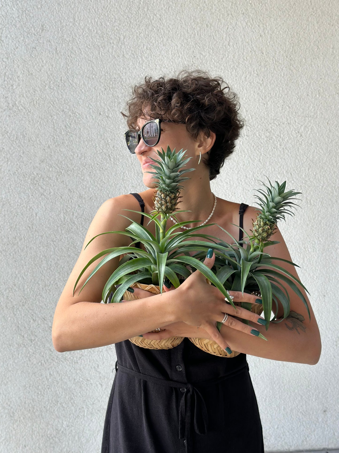 Ananassitaimed punutud korvis | Ананасы в плетеной корзине | Pineapple plants in a woven basket