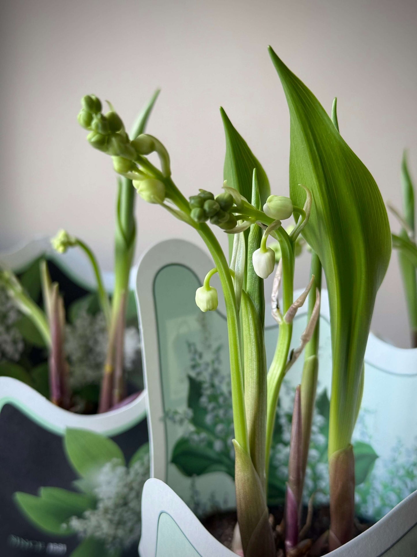 Lilleorgid | Ландыши | Lilly of the Valley plant in a paper pot with green leaves and white flowers