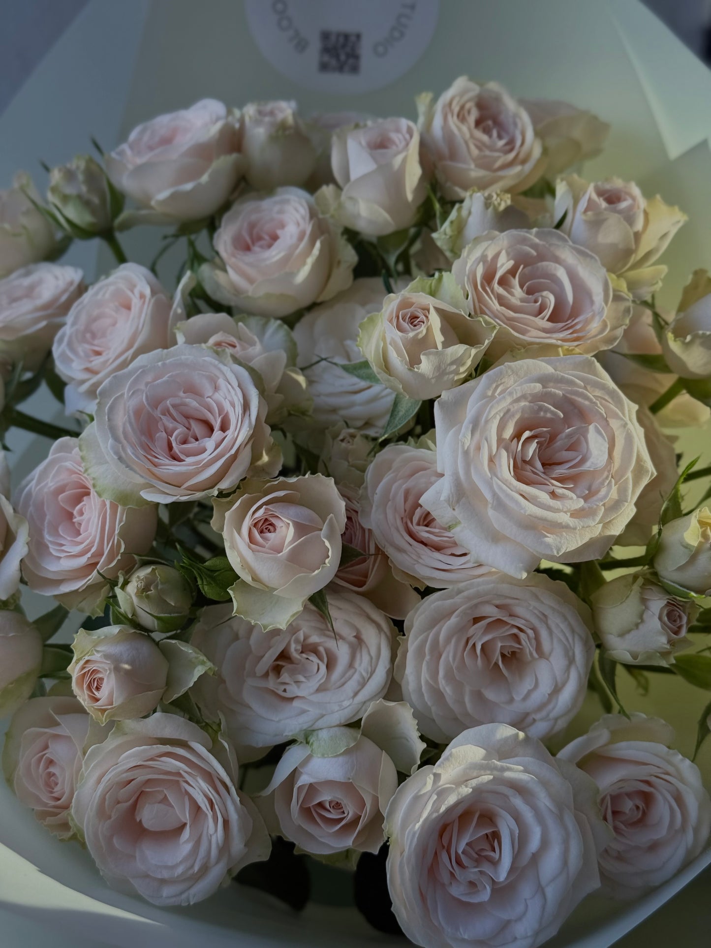 13 "Sofia" Beige Spray Roses