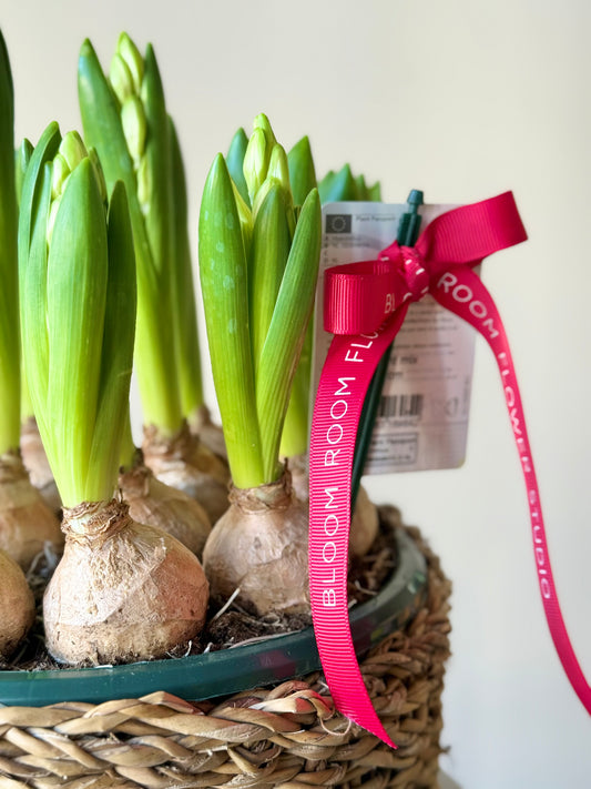 Hyacinth in a woven basket – BloomRoom.ee, fresh flowers in Tallinn