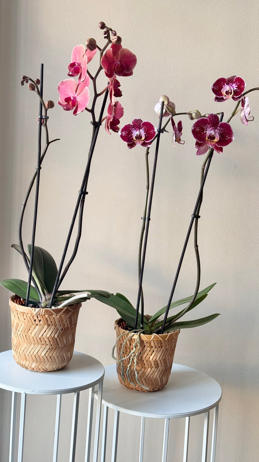 Phalaenopsis Orchid in a woven basket – BloomRoom.ee, värsked lilled Tallinnas