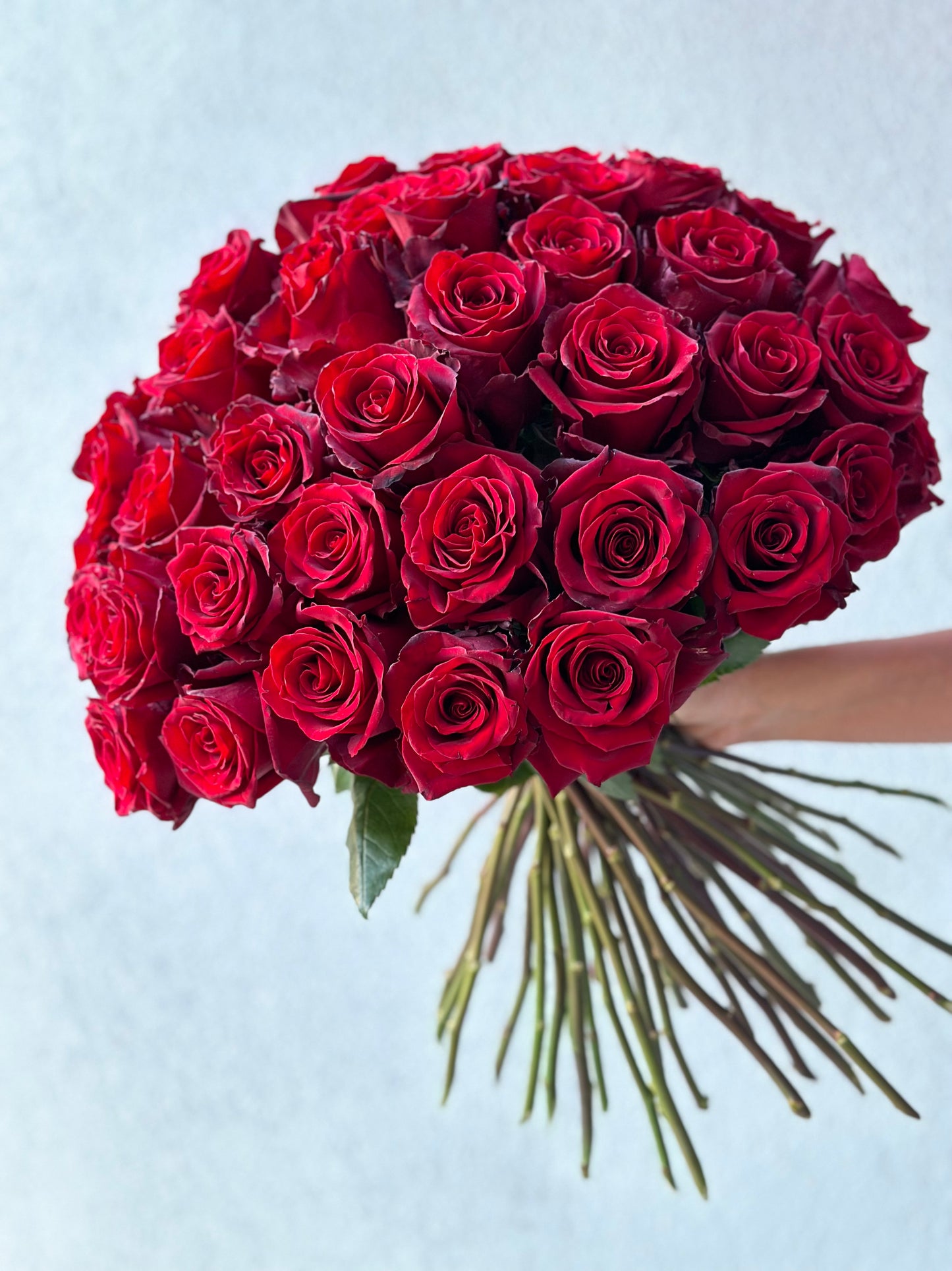50 punast Ecuadori roosi, XL suurus, 70 cm | 50 красных эквадорских роз, размер XL, 70 см | 50 XL size red Ecuador roses, 70 cm