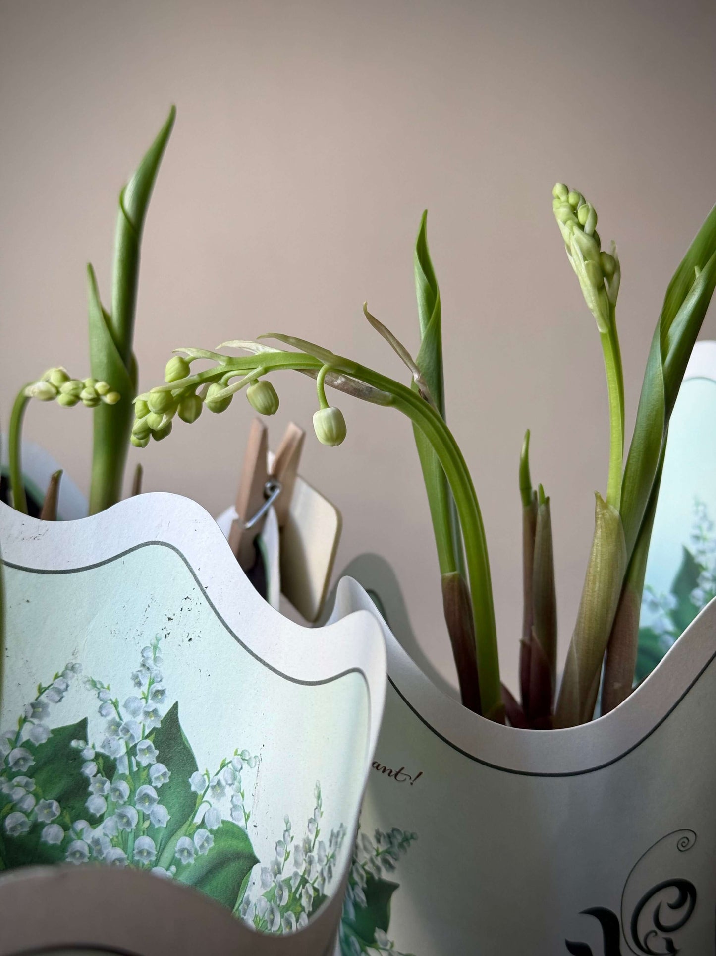 Maikelluked paberpotis | Ландыши в бумажном горшке | Lilly of the Valley in a paper pot