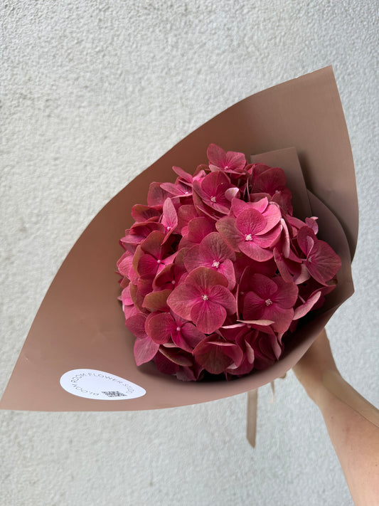 Burgundy hydrangea – BloomRoom.ee, fresh flowers in Tallinn