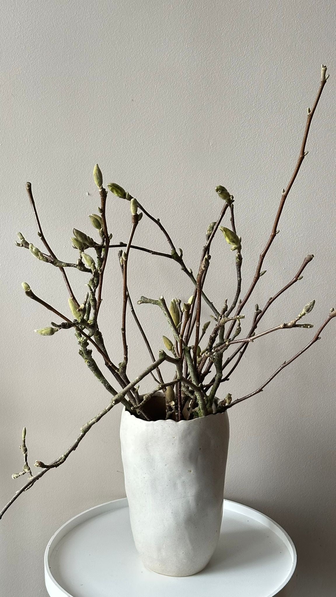 🌸 1 steam of Magnolia