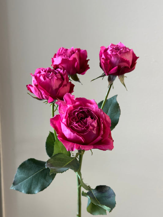 “Juliette Cerise” spray roses – BloomRoom.ee, fresh flowers in Tallinn