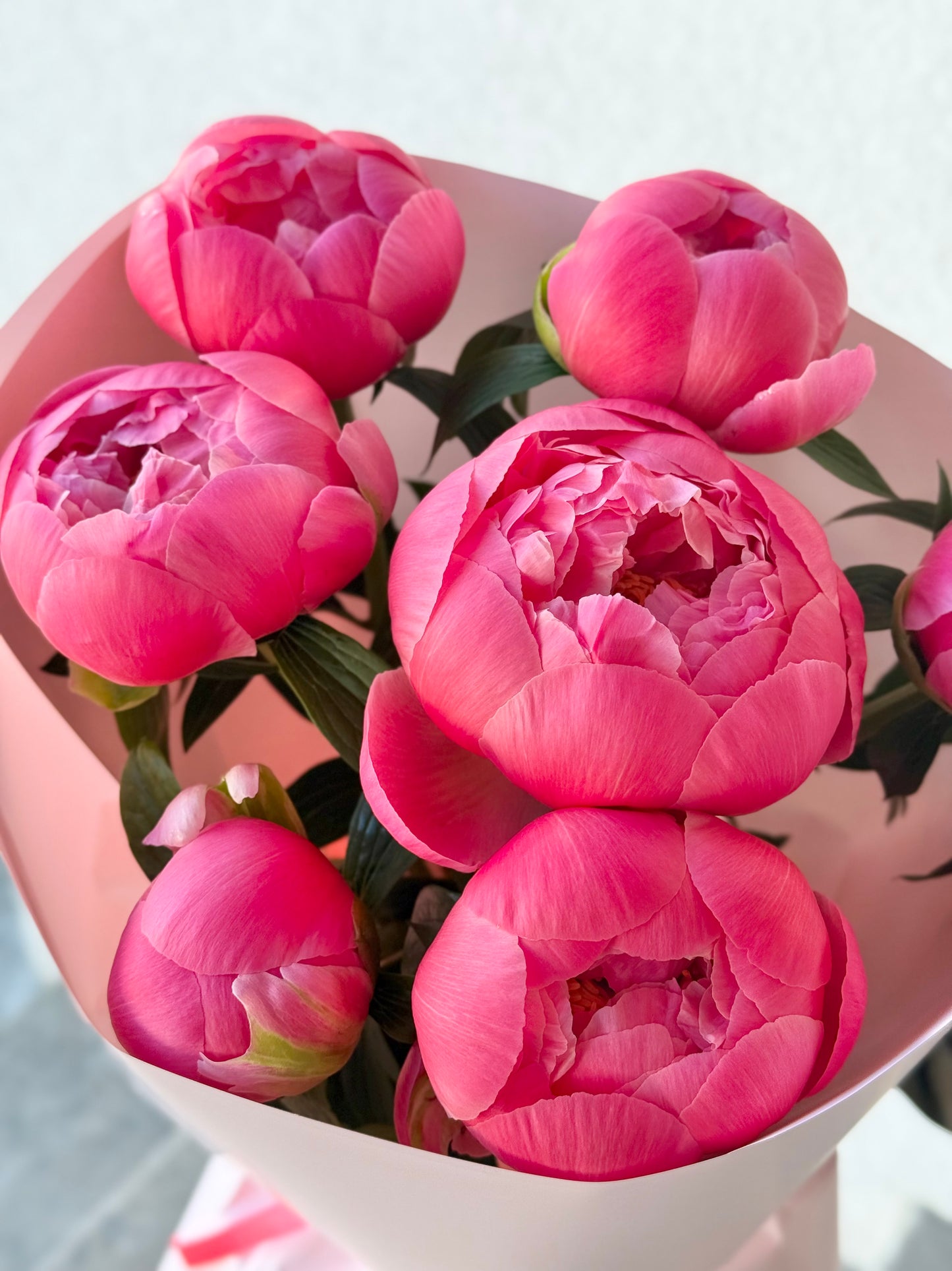 7 "Coral Charm" Peonies