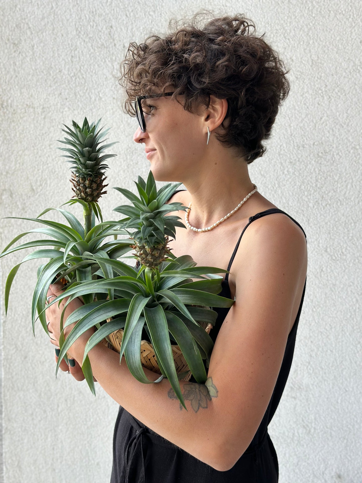Ananasetaim korvikeses | Ананасовое растение в корзине | Pineapple plant in a woven basket