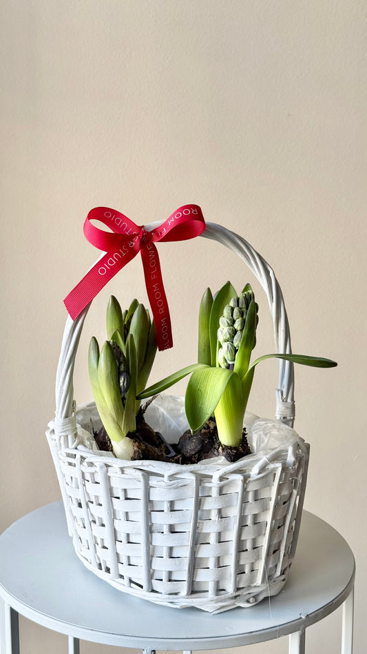 Hyacinth in a woven basket – BloomRoom.ee, fresh flowers in Tallinn