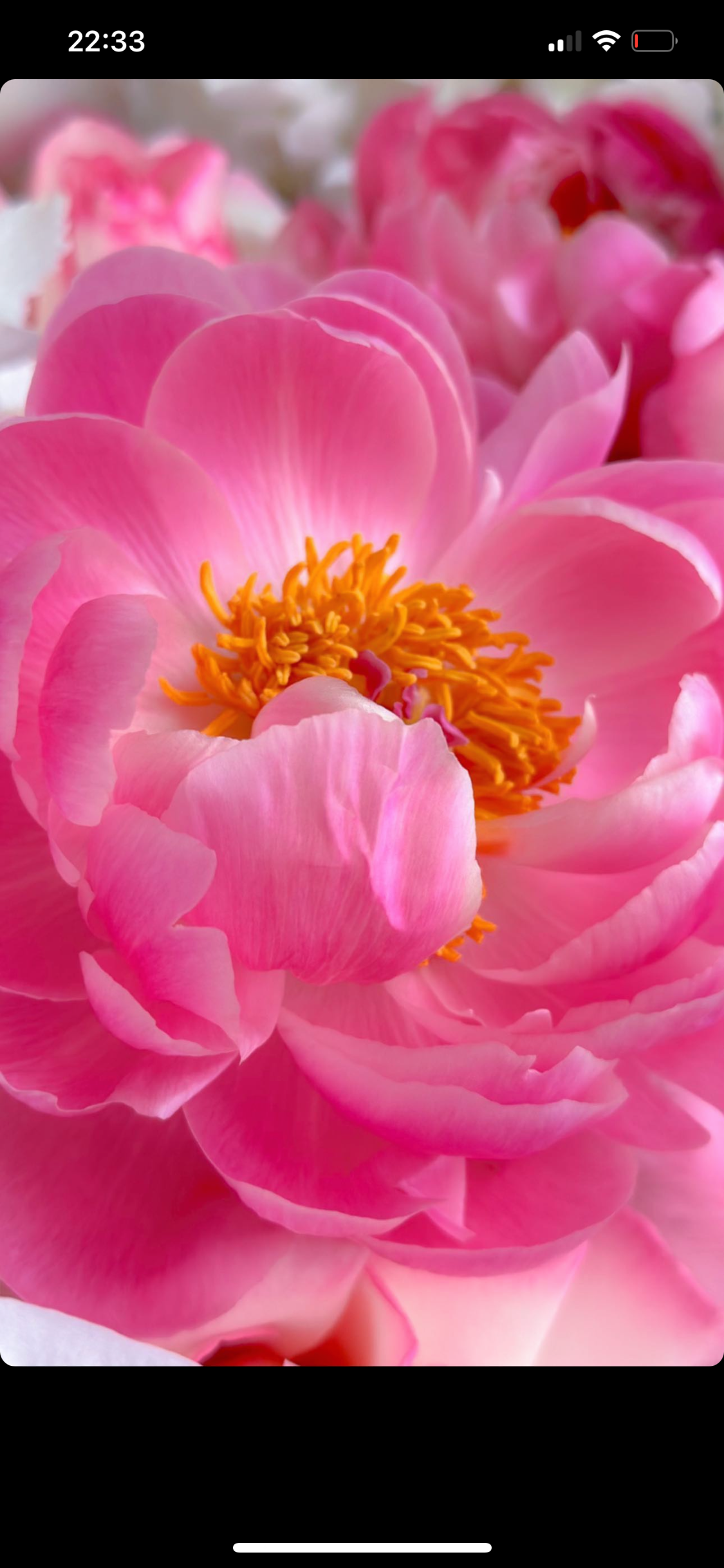 Roosa pion, luksuslik lillekujundus | Розовая пион, роскошная цветочная композиция | Pink peony, luxury floral arrangement