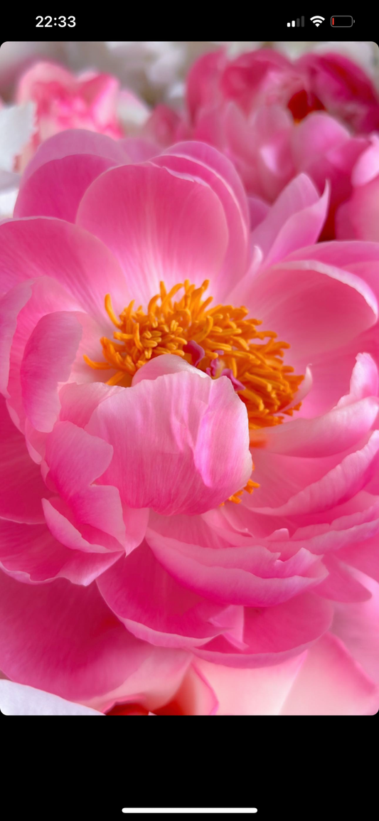 11 Coral Peonies – BloomRoom.ee, свежие цветы в Таллине