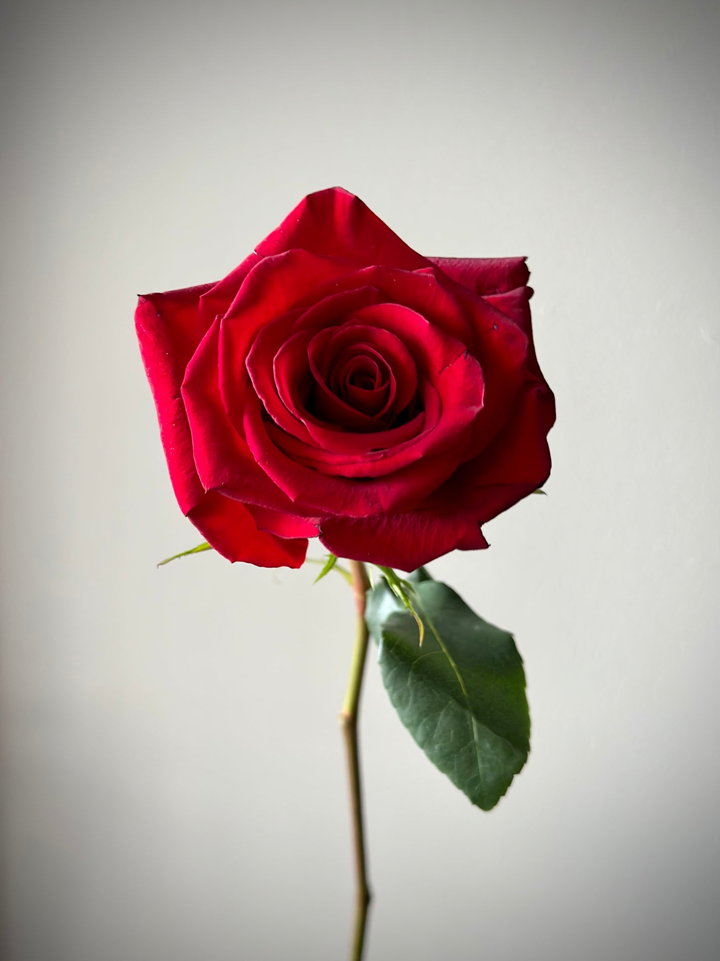 9 “Explorer” Red Roses, XL size, 70 cm