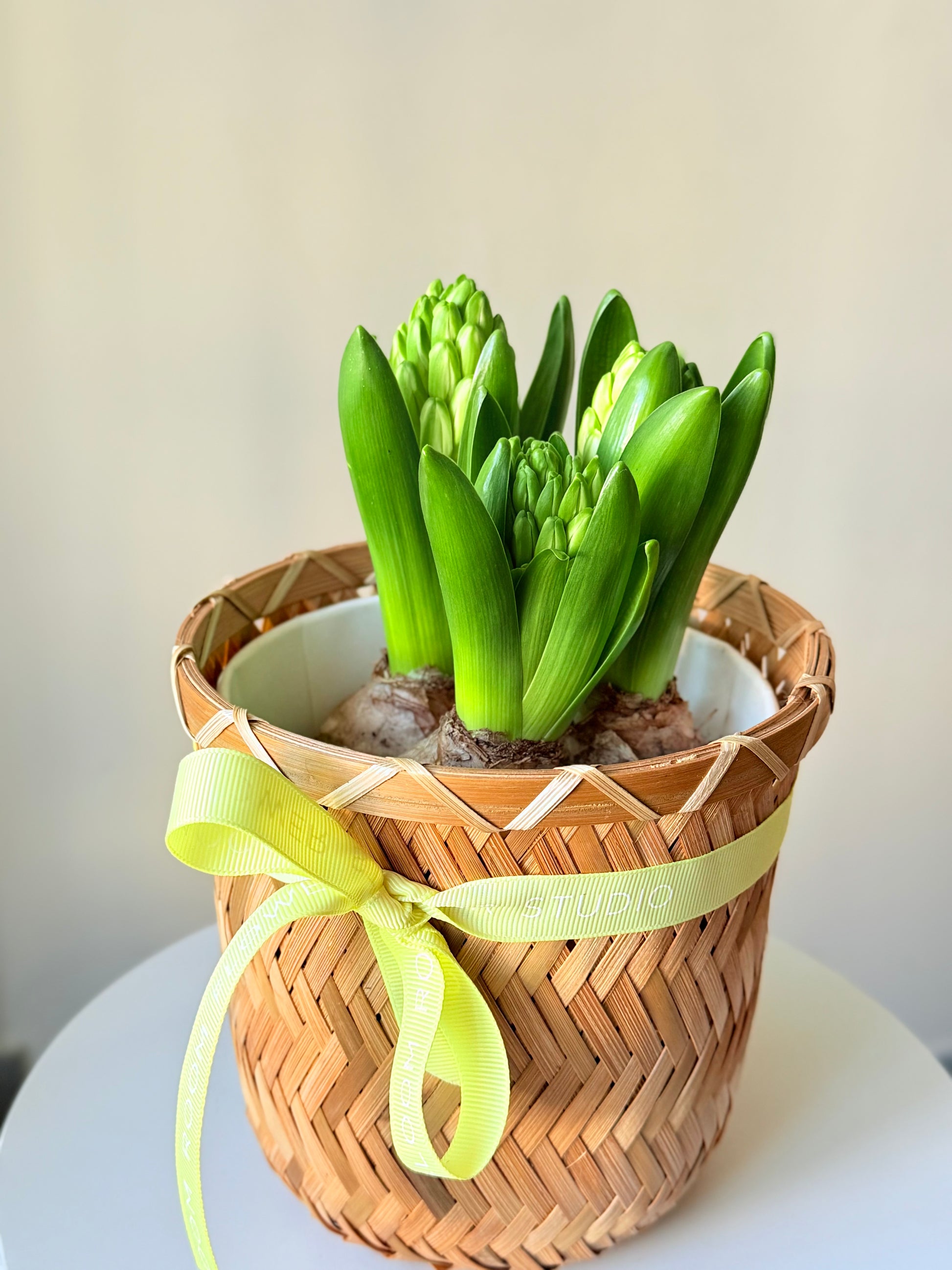 Hüatsindikasvatus korvis | Гиацинт в корзине | Hyacinth plant in a basket