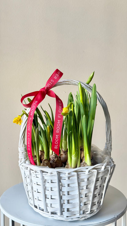 Narciss in a basket