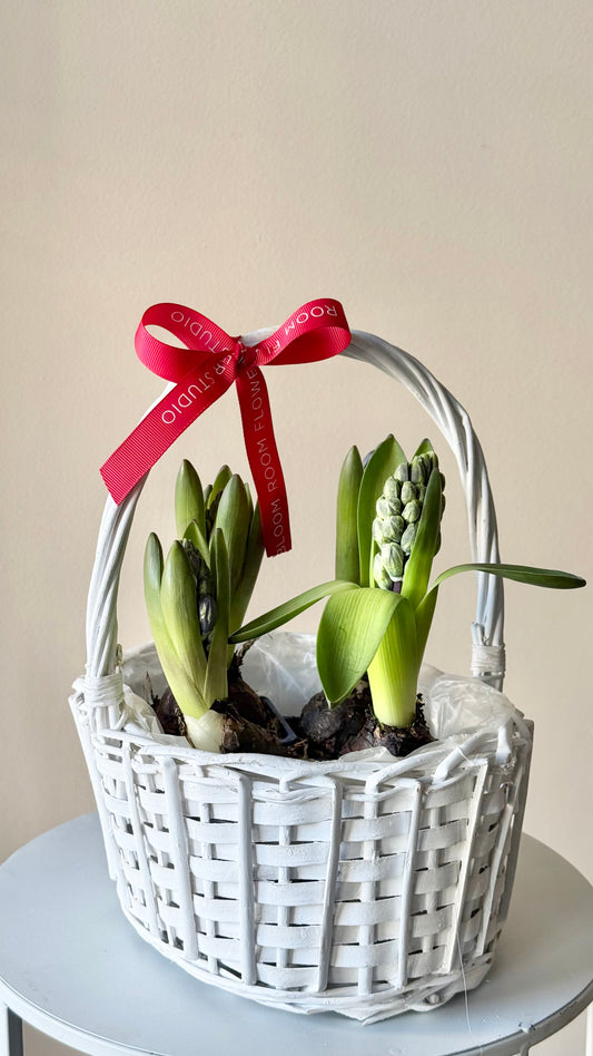 Hyacinth in a woven basket – BloomRoom.ee, fresh flowers in Tallinn