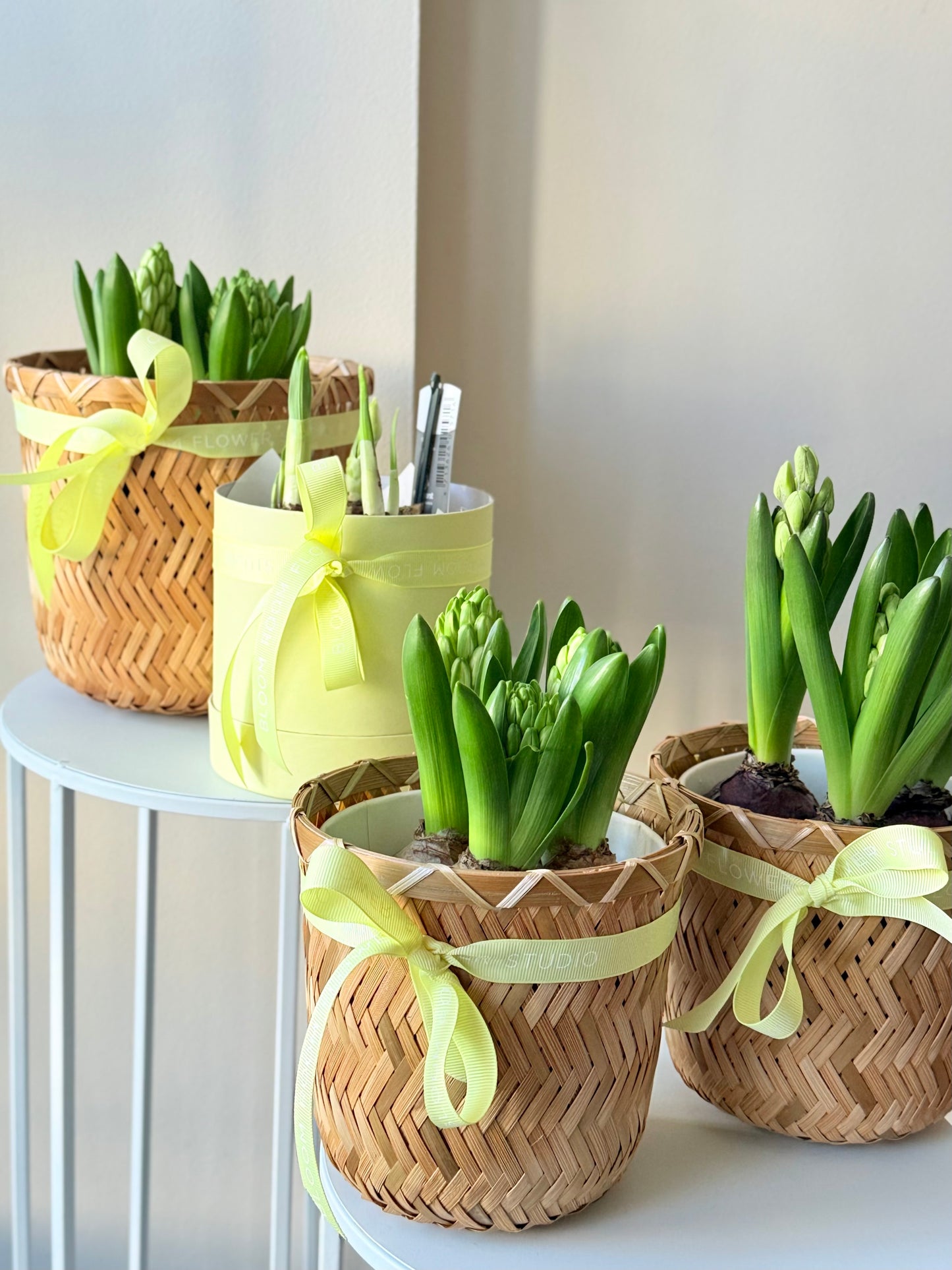Hüatsintide taimed korvikeses | Гиацинты в корзине | Hyacinth plants in stylish woven baskets