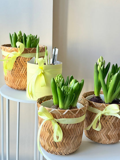 Hüatsintide taimed korvikeses | Гиацинты в корзине | Hyacinth plants in stylish woven baskets