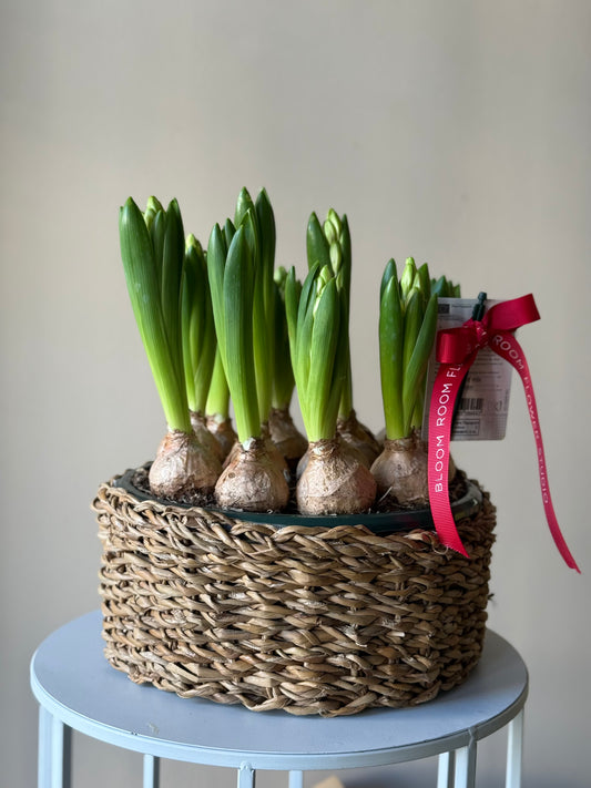 Hyacinth in a woven basket – BloomRoom.ee, fresh flowers in Tallinn