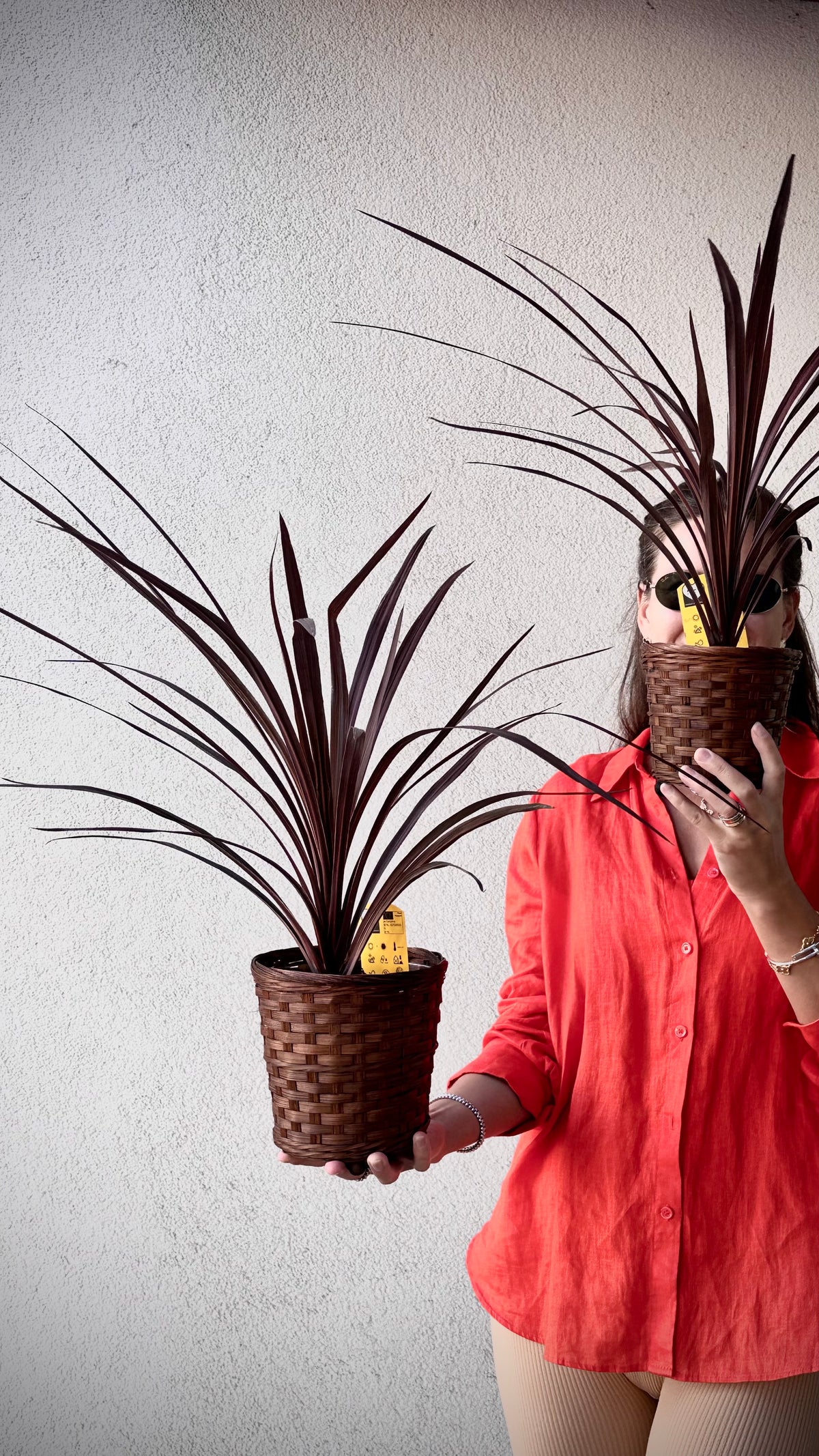 Kordüliinide taimed punases riidis | Кокосовые растения в коричневых корзинах | Cordyline plants in woven baskets