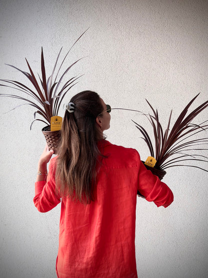 Cordyline taimed kingituseks punases kleidis | Растения кордилина для подарка в красном платье | Cordyline plants for gifting in a red outfit