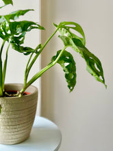 Load image into Gallery viewer, MONSTERA “ADANSONII” WITH CERAMIC POT
