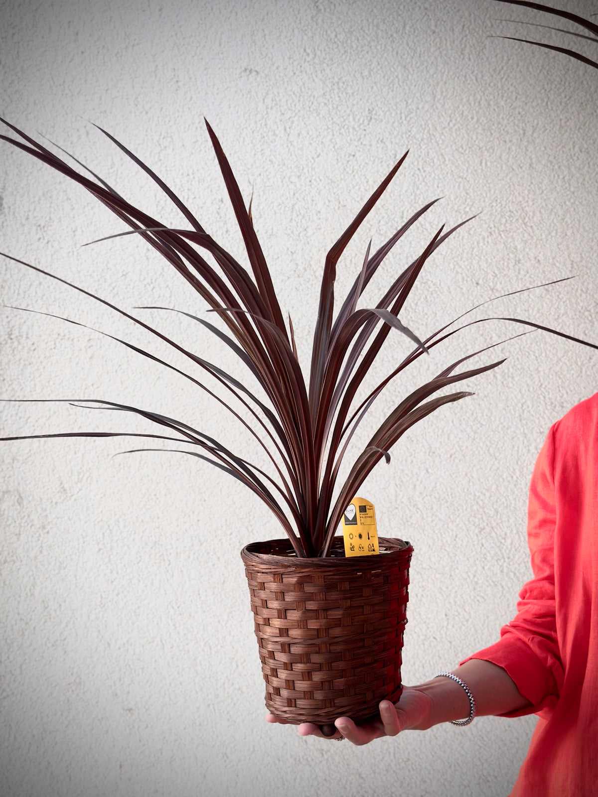 Kodune kordiinialehtede taim punases korvis | Домашнее растение кордилины в красной корзине | Cordyline plant in a woven basket