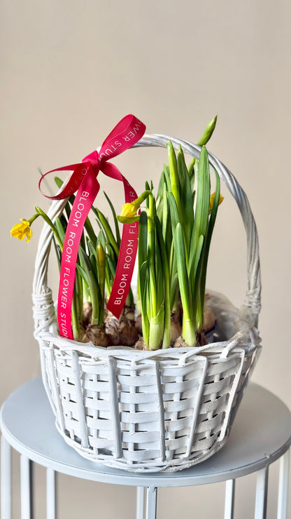 Narciss in a basket