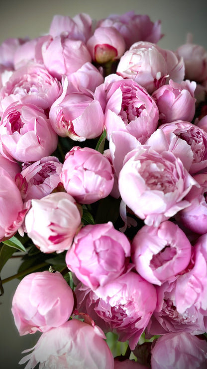 Roosa Sarah Bernardi pojengid | Розовые пионы Сары Бернар | Pink Sarah Bernard Peonies