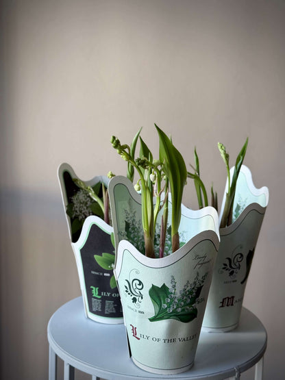 Lilleorgide elav vars | Ландыши в бумажных горшках | Lilly of the Valley plants in decorative paper pots