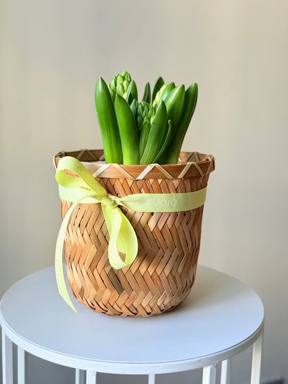 Hüatsintide taimed korvis | Гиацинты в корзине | Hyacinth plants in a basket