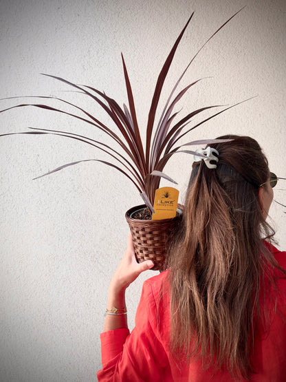 Kordüline taim punases korvis | Кордилин растет в плетеном горшке | Cordyline plant in a woven basket
