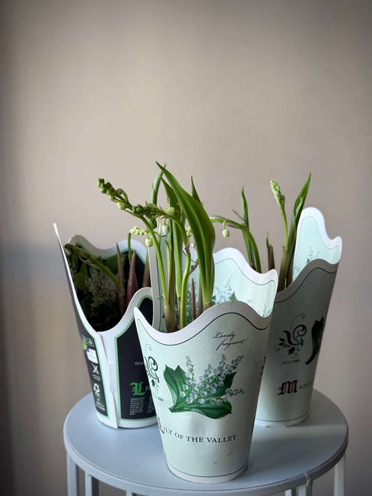 Kotse lilled paberpotis | Ландыши в бумажном горшке | Lilly of the Valley plant in paper pots