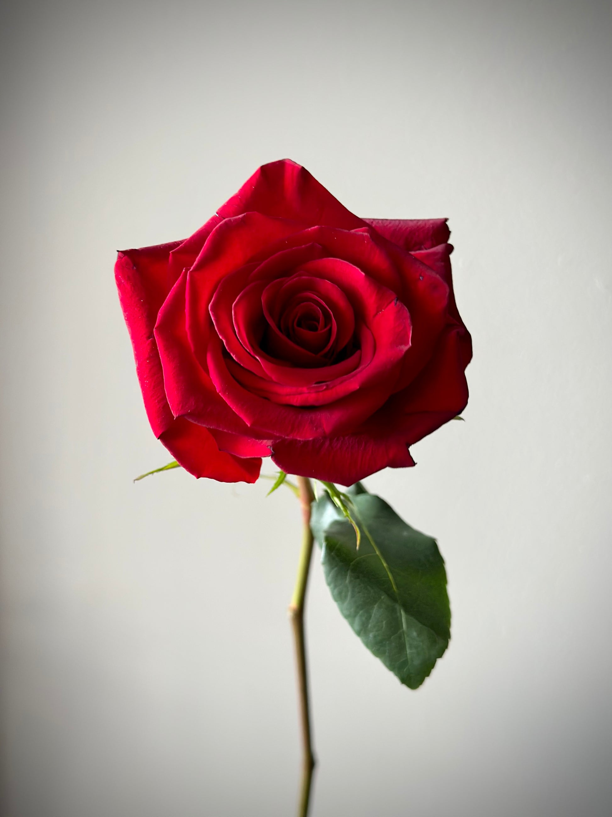 Punane roos elegantse disainiga | Элегантная красная роза | Elegant red rose with rich petals