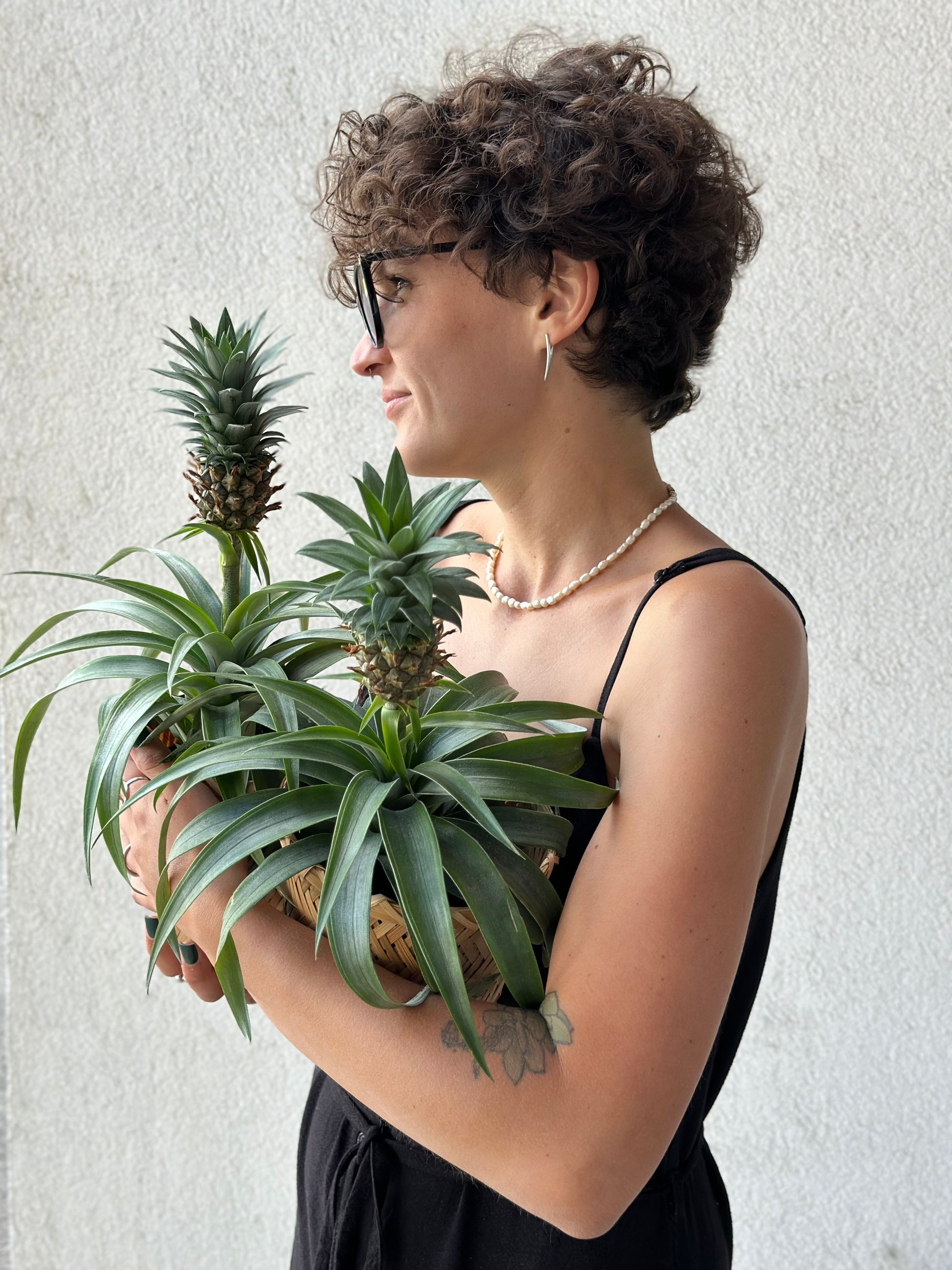 Ananasetaim korvikeses | Ананасовое растение в корзине | Pineapple plant in a woven basket