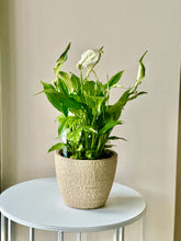 Load image into Gallery viewer, SPATHIPHYLLUM IN CERAMIC POT
