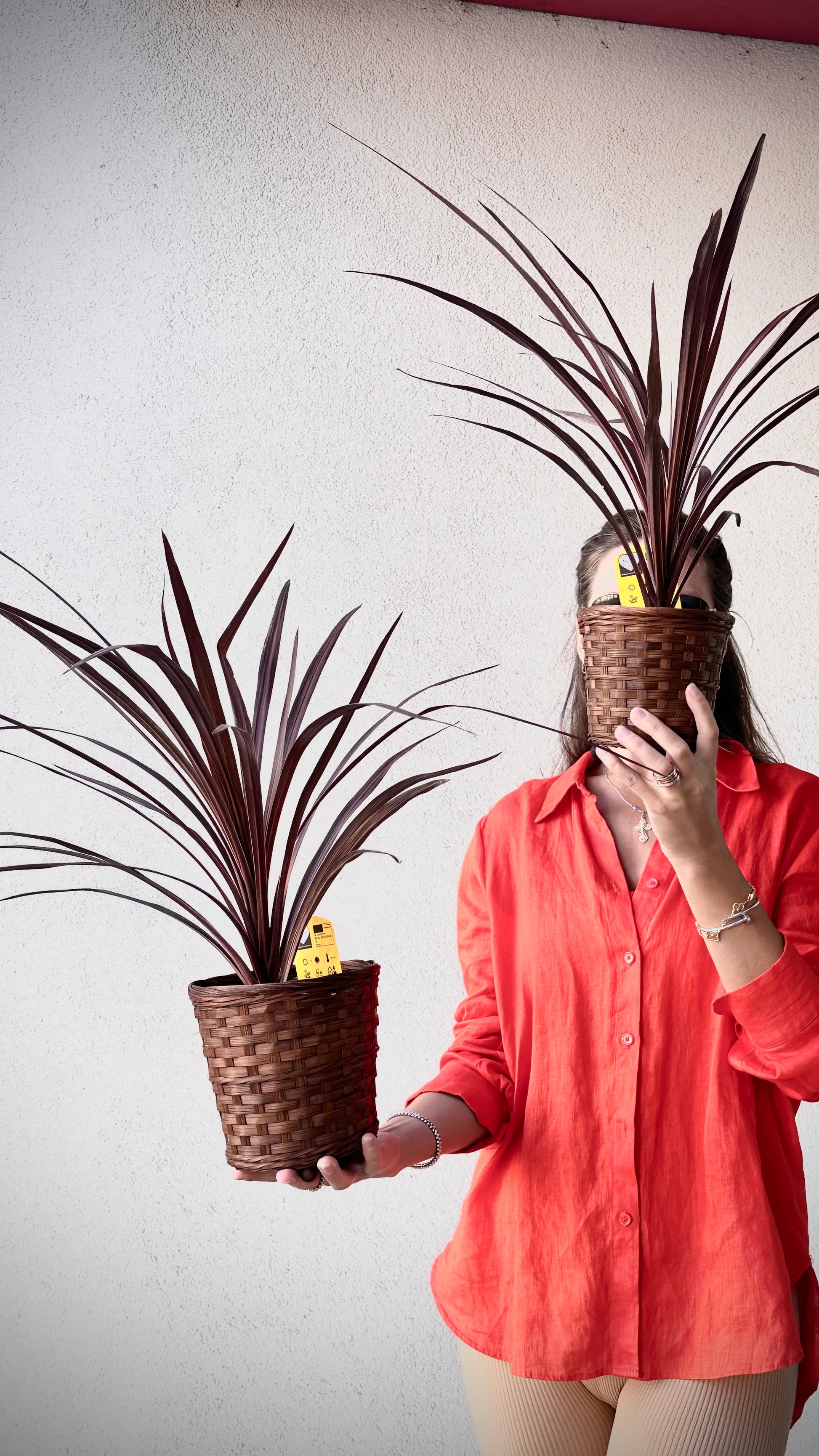 Cordyline taimed punases korvis | Кардилин с растениями в плетеных корзинах | Cordyline plants in woven baskets
