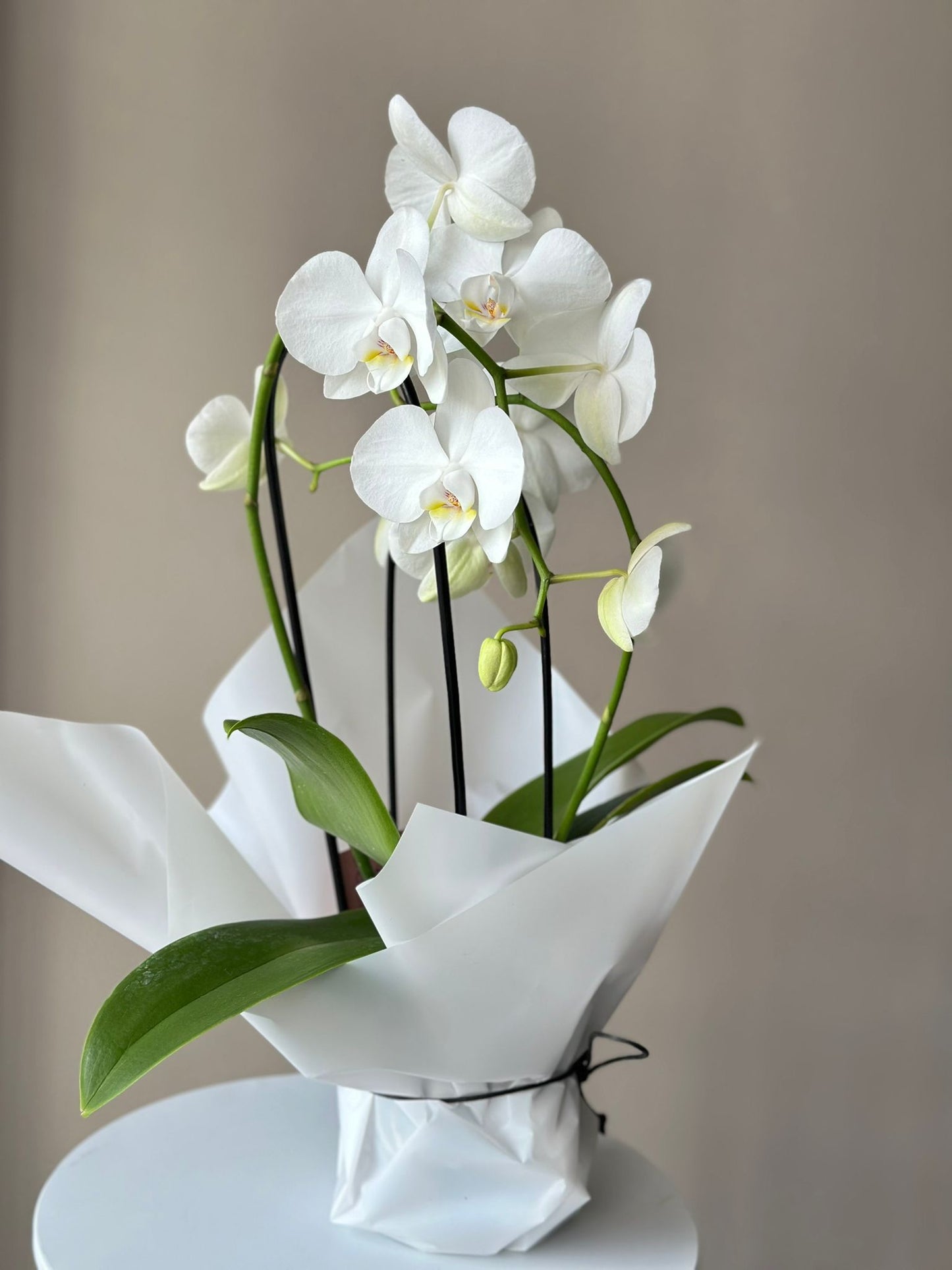 Puhas valge Phalaenopsis orhidee elegantne lilleseade | Чистая белая фаленопсиса орхидея элегантная цветочная композиция | Pure White Phalaenopsis Orchid elegant flower arrangement