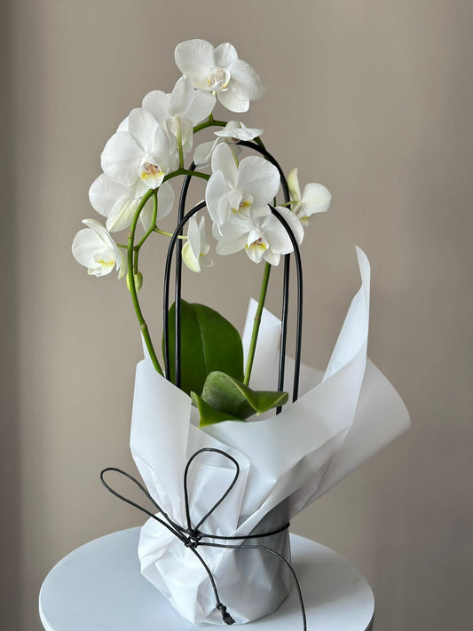 Pure White Phalaenopsis Orchid – BloomRoom.ee, fresh flowers in Tallinn