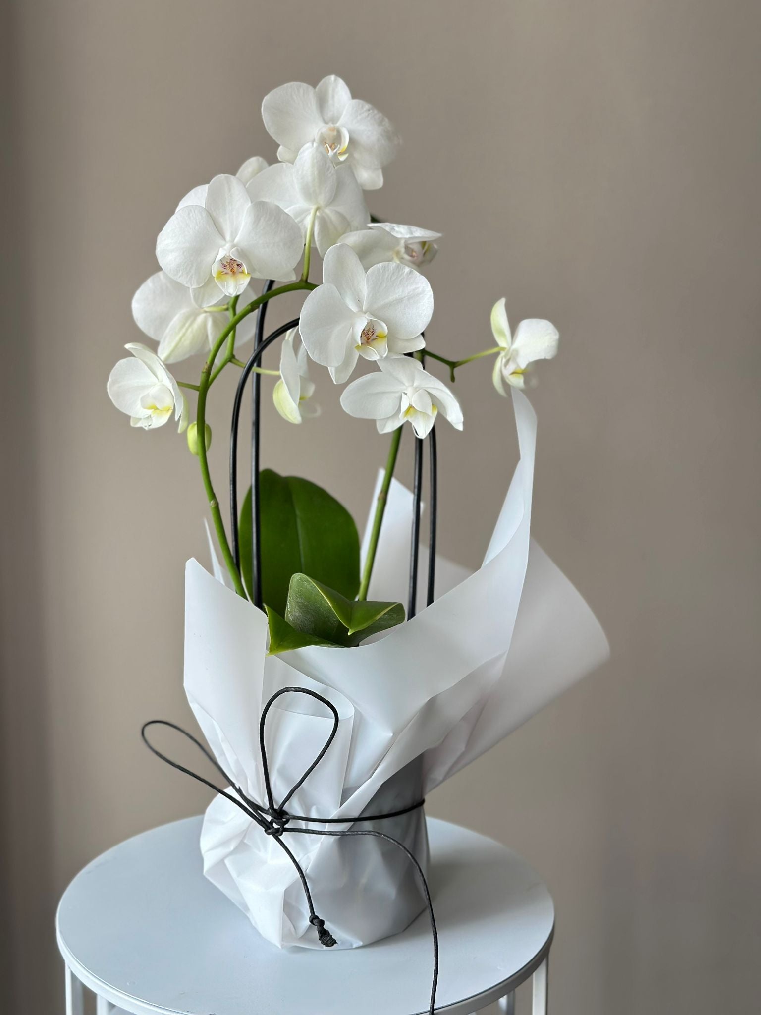 Valge Phalaenopsis orhidee | Белая Фаленопсис Орхидея | Pure White Phalaenopsis Orchid