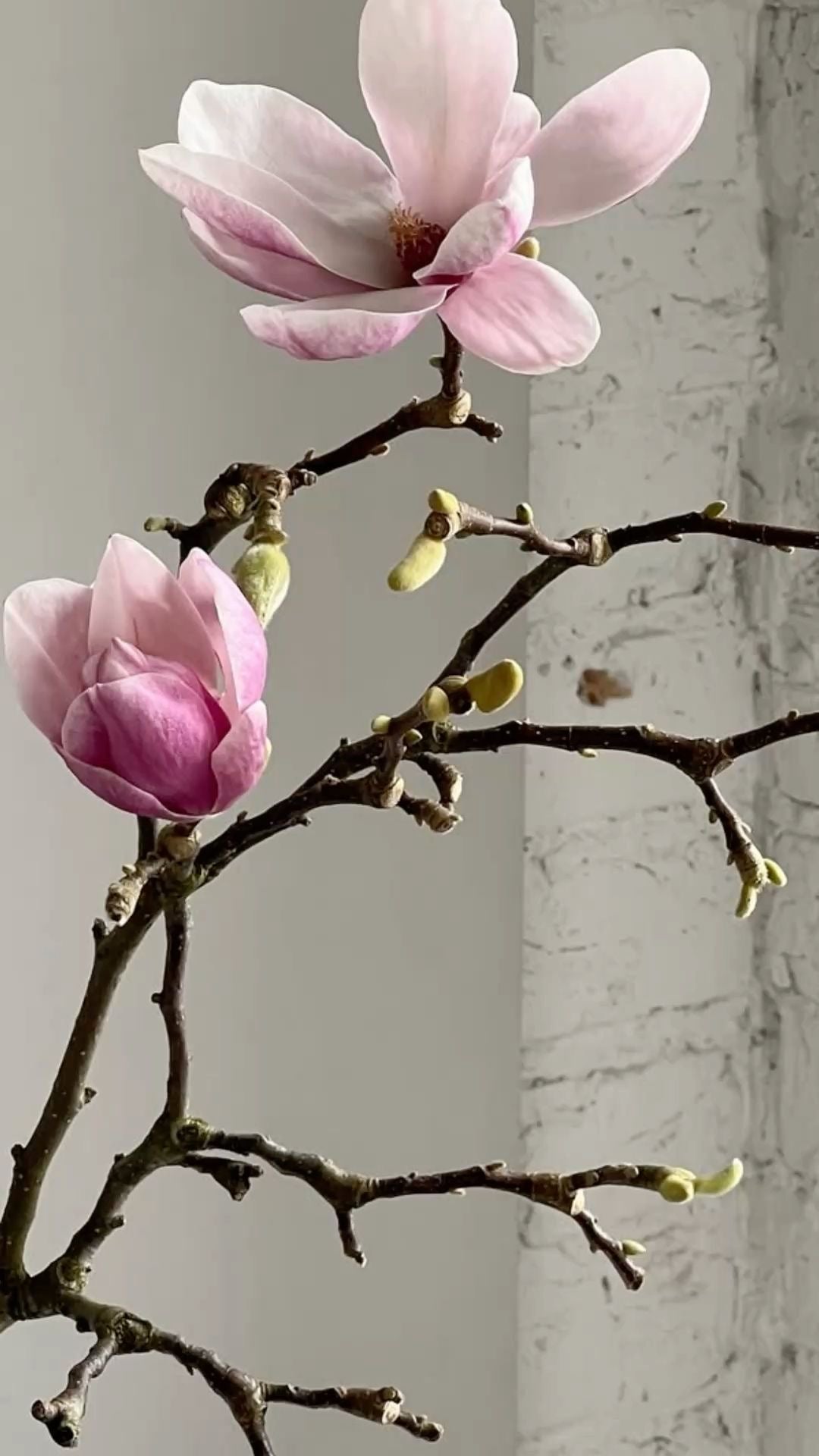 🌸 1 steam of Magnolia